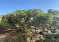 New Build - Apartment - Guardamar del Segura - CENTRO